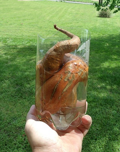 easy growing sweet potatoes