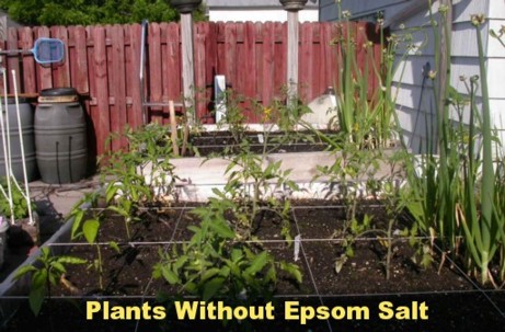 Why I Use Epsom Salt In The Garden