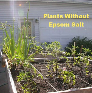 Epsom Salt On Tomatoes Plants Mycoffeepot Org